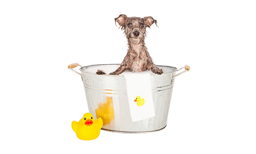 Dog Bathing Dog Bathing