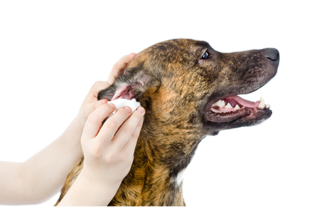 Canine Ear Cleaning Dog Bathing